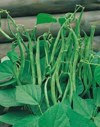 Image result for Buschbohnen