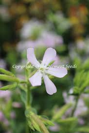 Attēlu rezultāti vaicājumam “Saponaria officinalis leaf”