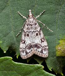 Attēlu rezultāti vaicājumam “Eudonia lacustrata”