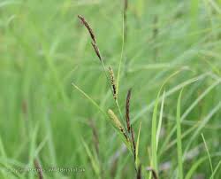 Attēlu rezultāti vaicājumam “Carex acutiformis”