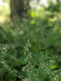 Attēlu rezultāti vaicājumam “Circaea lutetiana bud”