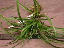 Image result for tillandsia umbellata