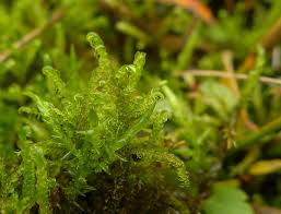 Attēlu rezultāti vaicājumam “Scorpidium cossonii”