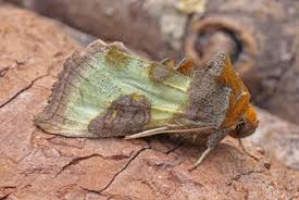 Attēlu rezultāti vaicājumam “Diachrysia tutti”