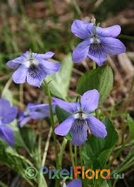 Attēlu rezultāti vaicājumam “Viola riviniana flower”