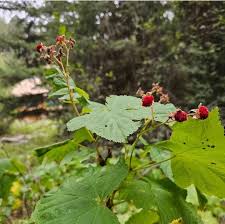 Attēlu rezultāti vaicājumam “Rubus parviflorus fruit”