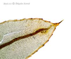 Attēlu rezultāti vaicājumam “Mnium lycopodioides”