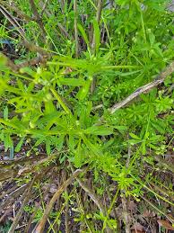 Attēlu rezultāti vaicājumam “Galium palustre fruit”