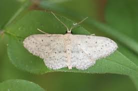 Attēlu rezultāti vaicājumam “Idaea seriata”
