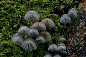 Attēlu rezultāti vaicājumam “Mycena pseudocorticola”