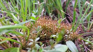 Attēlu rezultāti vaicājumam “Bryum weigelii”