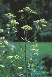 Attēlu rezultāti vaicājumam “Levisticum officinale”