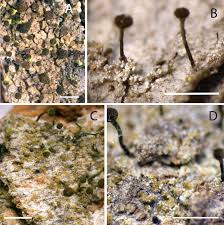 Attēlu rezultāti vaicājumam “Chaenotheca gracilenta”