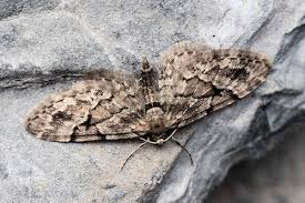 Attēlu rezultāti vaicājumam “Eupithecia lanceata”