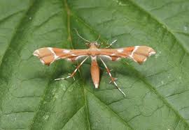 Attēlu rezultāti vaicājumam “Cnaemidophorus rhododactyla”