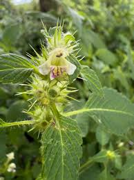 Attēlu rezultāti vaicājumam “Galeopsis tetrahit”