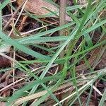 Attēlu rezultāti vaicājumam “Poa compressa leaf”