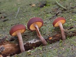 Attēlu rezultāti vaicājumam “Gymnopilus picreus”