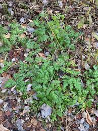 Attēlu rezultāti vaicājumam “Anthriscus sylvestris bud”