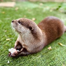 Image result for Cults Otters Amateur Swimming Club