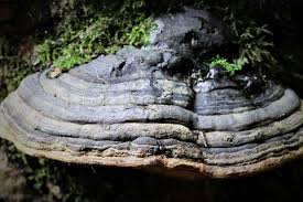 Attēlu rezultāti vaicājumam “Fomes fomentarius”