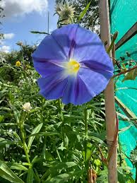 Image result for Ipomoea Heavenly Blue