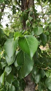 Attēlu rezultāti vaicājumam “Populus simonii”