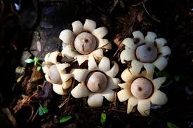 Attēlu rezultāti vaicājumam “Geastrum”