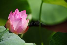 Attēlu rezultāti vaicājumam “Lotus sp. bud”