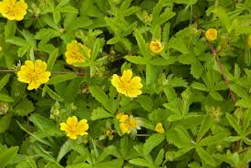 Attēlu rezultāti vaicājumam “Potentilla erecta flower”
