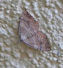 Attēlu rezultāti vaicājumam “Camptogramma bilineata”