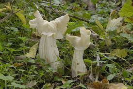 Attēlu rezultāti vaicājumam “Helvella crispa”