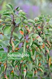 Attēlu rezultāti vaicājumam “Gymnosporangium sabinae”