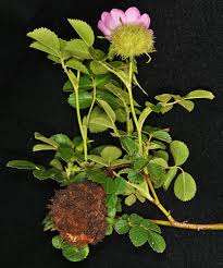 Attēlu rezultāti vaicājumam “Rosa subcanina leaf”