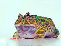 Image result for Ceratophrys ornata