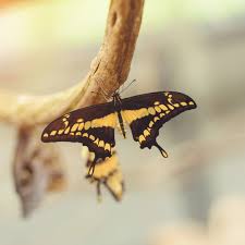 Image result for Papilionoidea