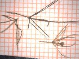 Attēlu rezultāti vaicājumam “Chara aspera”