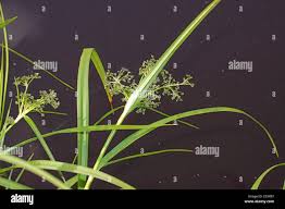 Attēlu rezultāti vaicājumam “Scirpus sylvaticus bud”