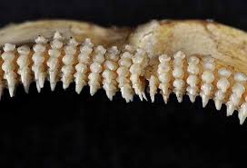 Image result for Rostroraja eglanteria