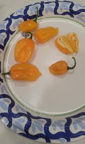 Afbeeldingsresultaat voor white habanero hot pepper