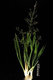 Attēlu rezultāti vaicājumam “Alisma gramineum leaf”