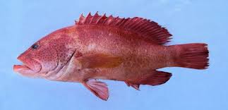 Image result for Cephalopholis fulva