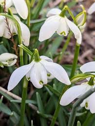 Attēlu rezultāti vaicājumam “Galanthus nivalis fruit”
