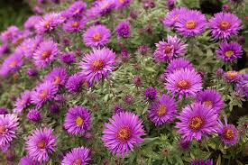 Image result for Aster novae-angliae