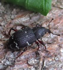 Attēlu rezultāti vaicājumam “Hylobius pinastri”