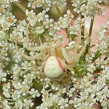 Attēlu rezultāti vaicājumam “Misumena vatia”
