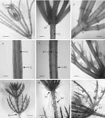 Attēlu rezultāti vaicājumam “Chara polyacantha”