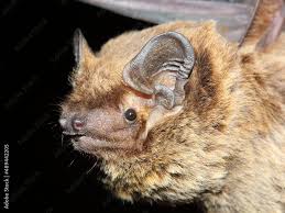 Attēlu rezultāti vaicājumam “Nyctalus leisleri”