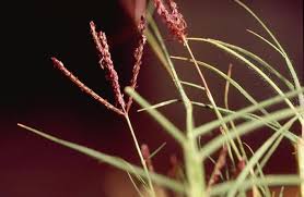 Attēlu rezultāti vaicājumam “Gramineae”