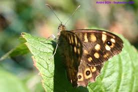 Attēlu rezultāti vaicājumam “Pararge aegeria upperside”